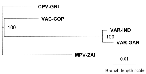 MPV、VAR、CPV、VAC末端可變基因組序列系統(tǒng)發(fā)育樹(shù)分析